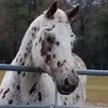paula wannamaker - @paula.wannamaker - TikTok