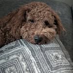 Pauline Ferro-button - @bezee52 - Instagram