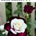 Pauline Byrd - Facebook