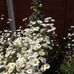 Pauline Chambers - Facebook