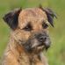 Pauline Chambers - Facebook