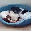 Pauline Cook - @pauline.cook - TikTok