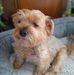 Pauline Corbett - Facebook