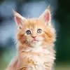 Pauline Dion-Brown - @pauline.dionbrown - TikTok
