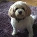 Pauline Gee - Facebook