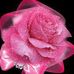 Pauline Griffiths - Facebook
