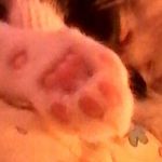 Pauline Guy - @paulineguy2010 - Instagram