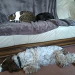 Pauline Hammersley - @paulinehammersley - Instagram