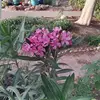 PaulineHazel - @paulinekaplin1 - TikTok