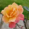 paulinehebert95 - @paulinehebert95 - TikTok