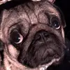 Pauline Hoffman - @paulinehoffman6712 - TikTok