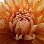 Pauline Müller - @paulinemuller504 - Instagram
