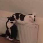 Pauline Pearson - @paulinepearson4 - Instagram