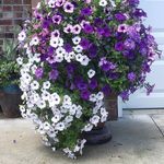 Pauline Roach - @dragonflimom - Instagram
