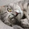paulineromanet - @paulineromanet - TikTok