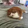 Pauline Ross - @blobs02 - TikTok