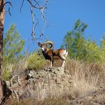 Pauline Rose Sharp - @paulinesharpwildlife - Instagram