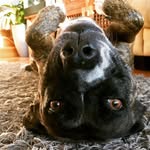 Pauline Steele - @staffydownunder - Instagram