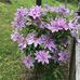 Pauline Steele - Facebook