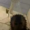 Paulo - @paulo_barrera_ - TikTok