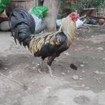Paulo Javier - Facebook