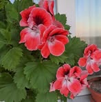 Pavel Radu - Facebook