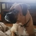 Payton - @payton_boxer_ - Instagram