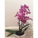 Paz Pascua - @pazpascua - Instagram