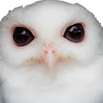 Peace River Wildlife Center - @peaceriverwildlife - Instagram