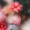 peace lily - @peacelily628 - TikTok