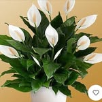 Peace lily - @peace__lily_ - Instagram