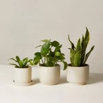 Peace Lily ~ House Plants - @peace.lily.houseplants - Instagram