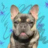 Peach Rose Martinez - @princesspeachfrenchies - TikTok