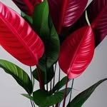 Peach Smith - @peaches3476156947 - Instagram