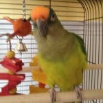 Peach Smith - @peachthefuzzyconure - Instagram