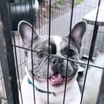 Peaches Davis - @peachespups_gvng - Instagram