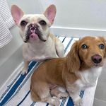 Riley Ray & Peaches McGee Shumaker - @rileyraykeller - Instagram