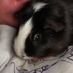 Peaches Mitchell - @guineapeaches - Instagram