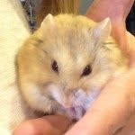Cookie Peanut Smith - @cookie.is.this.hamster - Instagram