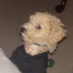 Cuddles and Peanut Smith - @bark.cuddles_peanut - Instagram
