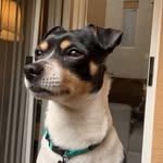 Peanut Butler-Smith - @misterpeanutbutterbutlersmith - Instagram