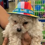 Peanut Butter Smith - @peanut_the_nonbinary_dog - Instagram