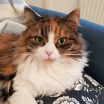 Peanut Huelin-Smith - @atailofonepeanut - Instagram