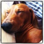 Peanut Lum Smith - @peanut_the_butters - Instagram