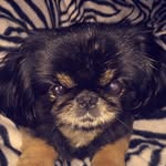 Peanut Smith - @peanutthedoggooo - Instagram