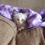 peanut smith - @peeaannuuuttt - Instagram