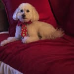 Peanut Smith - @pino_smitini - Instagram