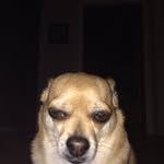 Peanut Smith - @peanut8371 - Instagram