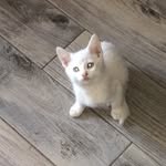 Peanut Smith - @peanut_the_cat_16 - Instagram