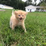 Peanut Smith - @peanut_the_kitten01 - Instagram